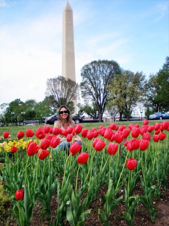 Tulips in Washington DC 